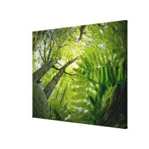 Forest scene in Acadia National Park, Maine. Canvas Prints