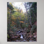 Forest Stream in Fall Poster or Print