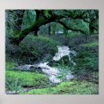 Forest Stream Print