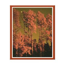 Forest  Stretched Canvas Print