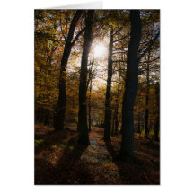 Forest sun card