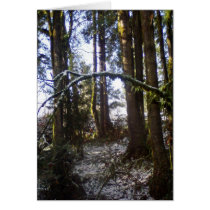 Forest Sun Rays in the Snow #32