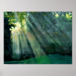 Forest Sunrise posters