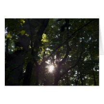 Forest Sunset Card