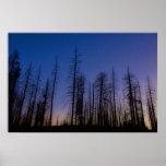 Forest Sunset Posters