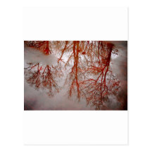 Forest Swim Post Cards