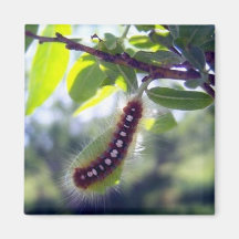 Forest Tent Caterpillar 1 Magnet