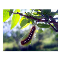 Forest Tent Caterpillar 1 Postcard