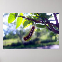 Forest Tent Caterpillar 1 Poster
