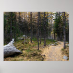 Forest Trail Posters
