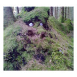Forest Troll Photo