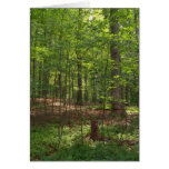 Forest Walk cards
