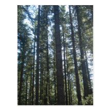 Forestry Post Cards
