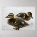 "Forever Cute" posters