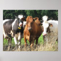 Forever Friends Cow Poster Gift posters
