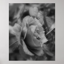 Forever Rose Poster