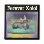 Forever Xolo! Magnet