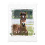 ForeverMorgans One Life at a Time Foal postcards