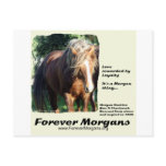 Foreverrgans rgan Stallion Post Card