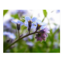 Forget Me Not Buds Postcards