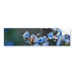 Forget me not flower, bee and meaning bumper stickers