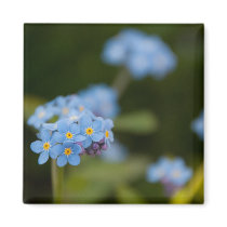 Forget-Me-Not Fridge Magnet