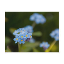 Forget-Me-Not Postcards