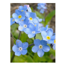 Forget Me Not Postcard