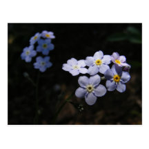 Forget Me Not ~ postcard