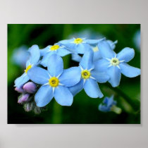 Forget-me-not poster