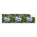 Forget Me Nots 2 Bumper Sticker bumper stickers