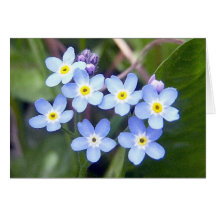 Forget Me Nots 2 Greeting Card