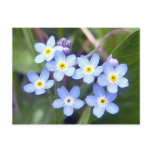 Forget Me Nots 2 Postcard