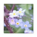 Forget Me Nots 3 Magnet