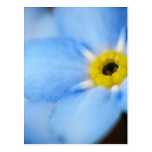 Forget-Me-Nots 5 Postcard