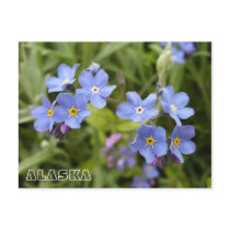 Forget-Me-Nots, Alaska State Flower Postcards