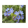 Forget-Me-Nots, Alaska State Flower Postcards