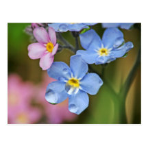 Forget-Me-Nots and Raindrops Macro Post Card
