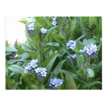 Forget Me Nots In The Garden Postcards