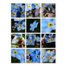 Forget-Me-Nots Montage 1 Postcard