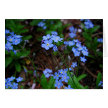 Forget-Me-Nots Notecard