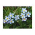 Forget Me Nots postcards