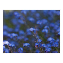 Forget-Me-Nots Postcard