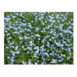 Forget Me Nots Postcard
