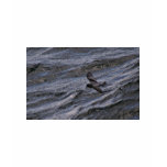 Fork-tailed Storm-Petrel t-shirts