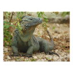 Forrest Photo Print