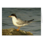 Forster's Tern Card