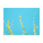 Forsythia 3 postcards