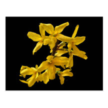 Forsythia Postcard
