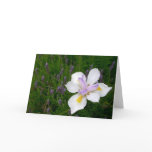 Fortnight Lily Greeting Cards